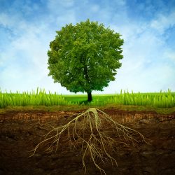 How Trees Can Affect Your Home’s Foundation